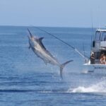 A Guide to the Weipa Billfish Tournament