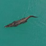 Crocodiles in Weipa: What to Expect & How to Stay Safe
